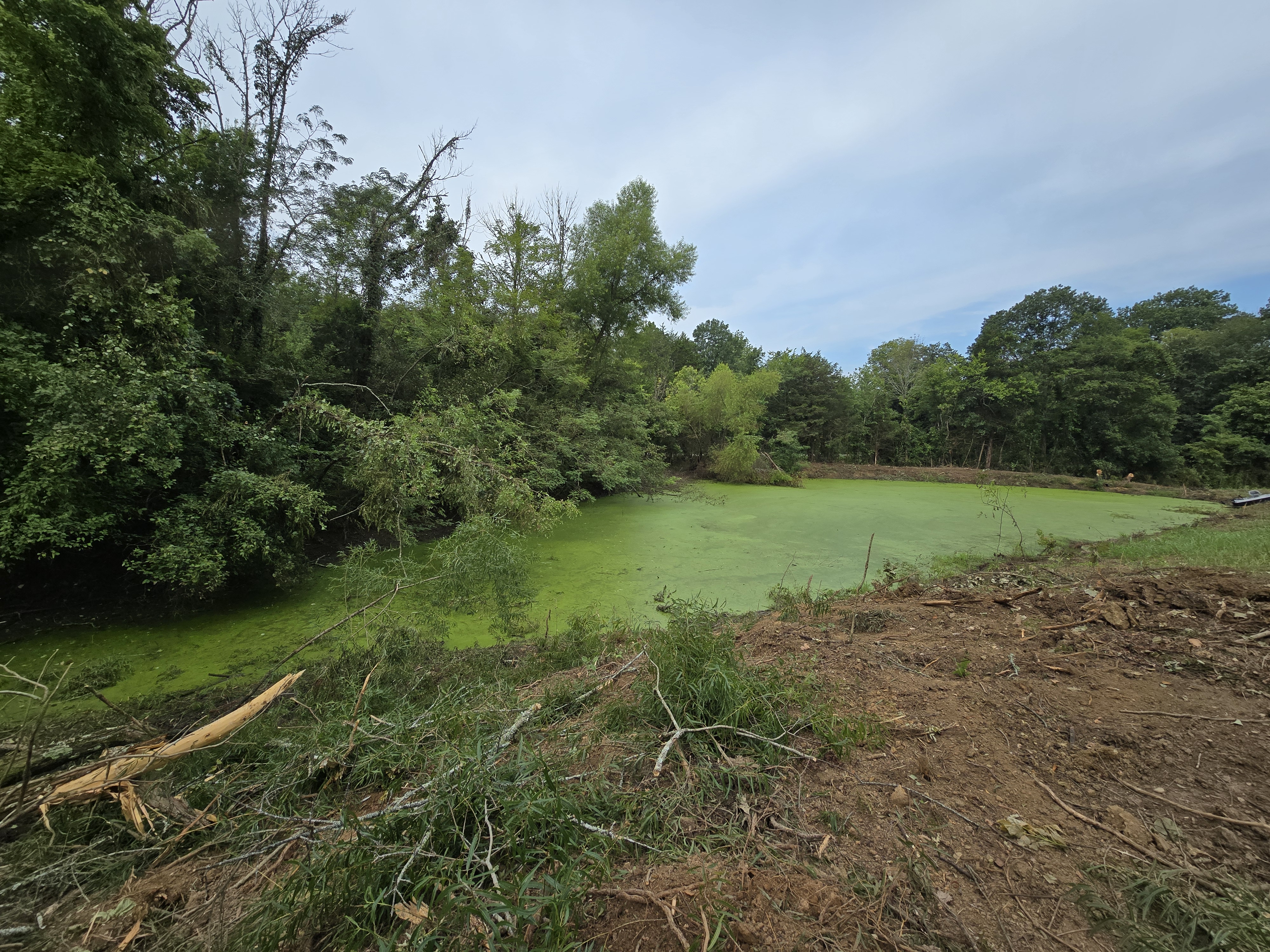 Overgrown pond bank before clearing
